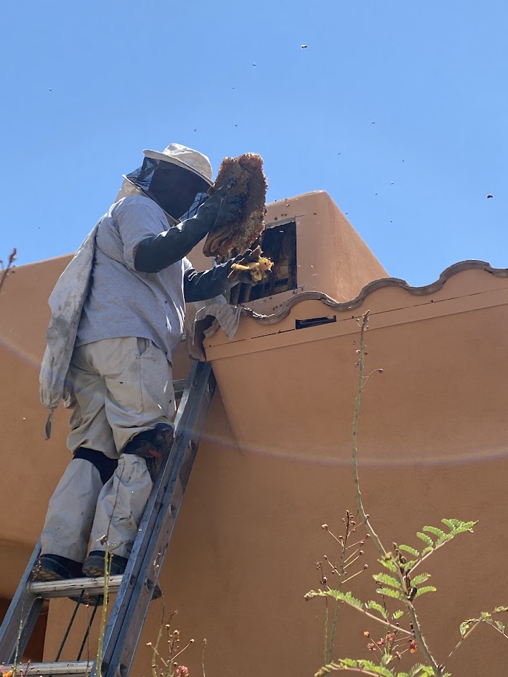 Bee Removal Arizona project