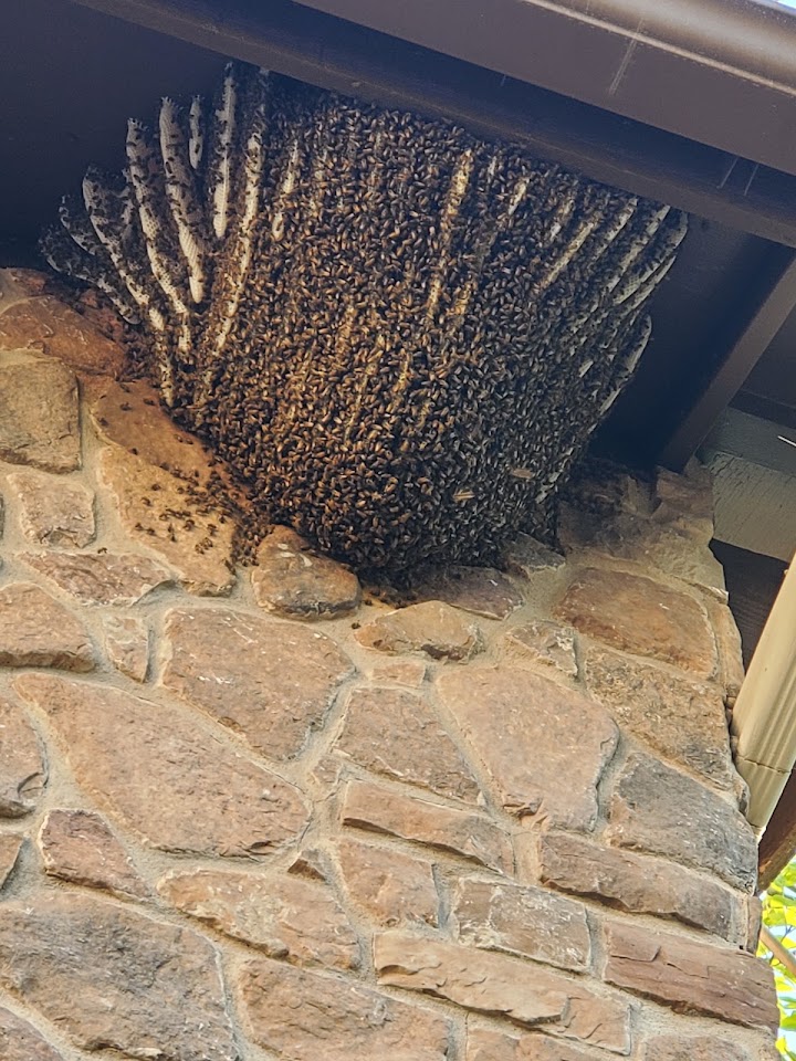Bee Removal Arizona project